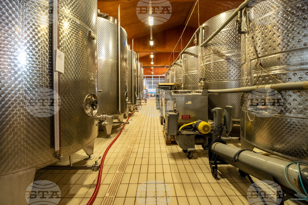 Към производство на вина от сортове, типични за региона, са се насочили от винарска изба "Опрев" в силистренското село Добротица