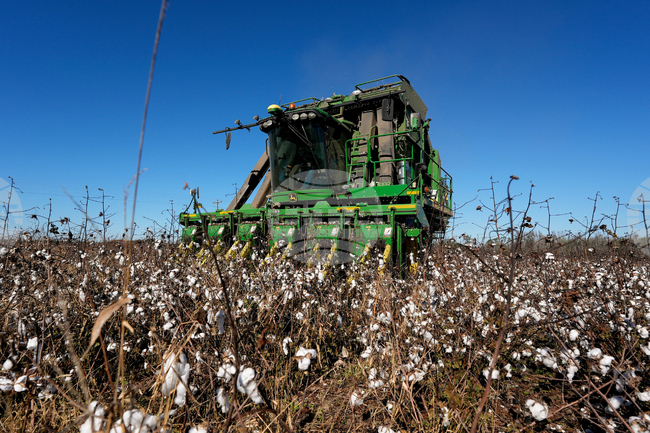 В община Болярово отчитат шесторно увеличение на площите с памук през 2025 г.