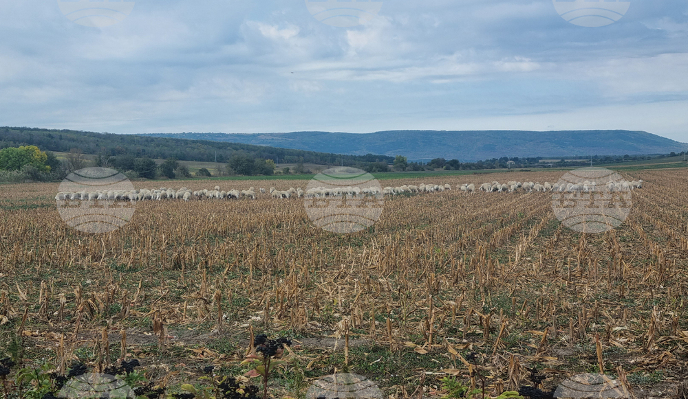 Националната овцевъдна и козевъдна асоциация заявява, че е загубила доверие в ръководството на МЗХ и БАБХ и остава в протестна готовност