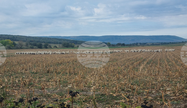 Националната овцевъдна и козевъдна асоциация заявява, че е загубила доверие в ръководството на МЗХ и БАБХ и остава в протестна готовност