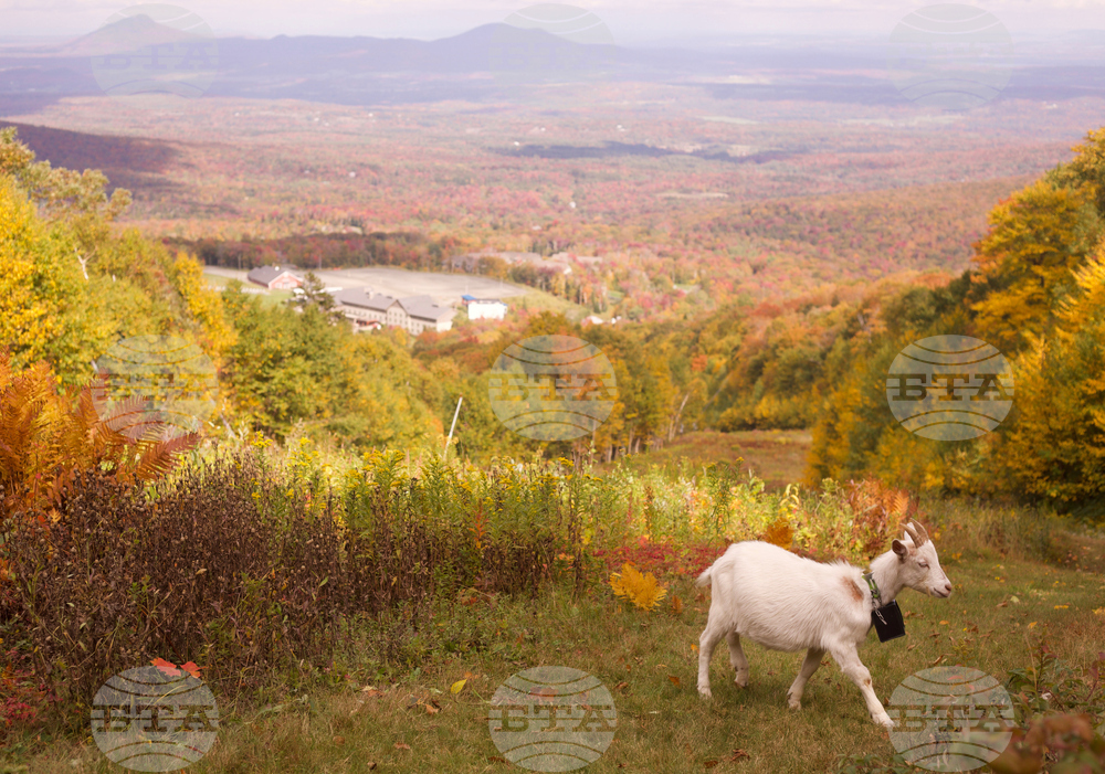 Goatscaping-Vermont