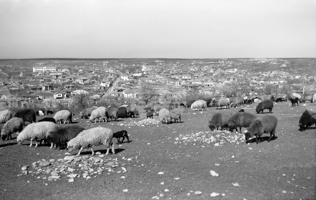 Световен ден на селскостопанските животни