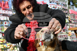 Исперих - домашен любимец - мартеница - любопитно