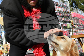 Исперих - домашен любимец - мартеница - любопитно