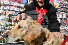 Исперих - домашен любимец - мартеница - любопитно