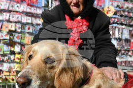 Исперих - домашен любимец - мартеница - любопитно