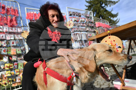 Исперих - домашен любимец - мартеница - любопитно