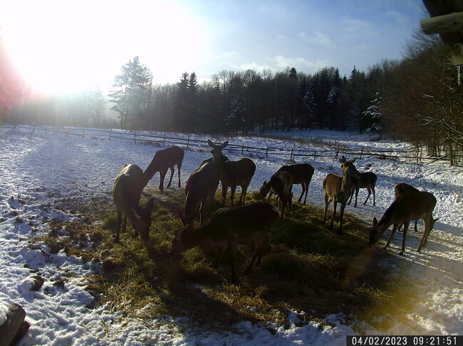 Южноцентрално държавно предприятие – гр. Смолян: Зимно подхранване на дивеча в ДЛС „Чепино”