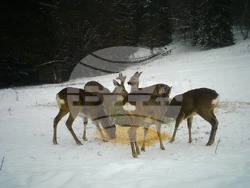 Снимка: Южноцентрално държавно предприятие – гр. Смолян