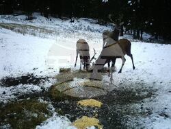 Снимка: Южноцентрално държавно предприятие – гр. Смолян