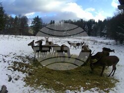 Снимка: Южноцентрално държавно предприятие – гр. Смолян
