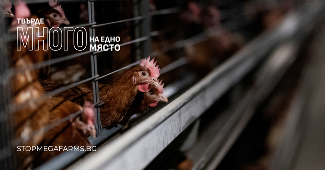 Сдружение “Кампании и активизъм за животните в индустрията”: Започва кампания срещу мегаферма в Дебелец, която цели да затвори над милион кокошки в клетки