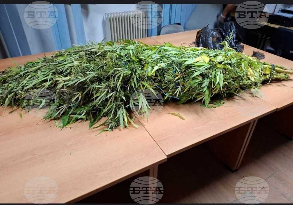 Скандалът с конфискуваната в Северна Македония марихуана продължава, ще се проверяват и други лицензирани фирми