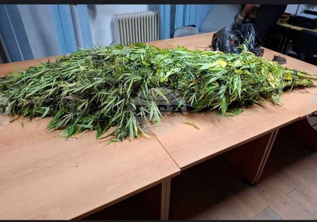 Скандалът с иззетата в Сърбия марихуана с вероятен произход от Северна Македония продължава втора седмица