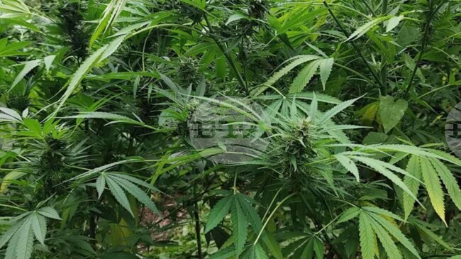 Authorities Investigate Cannabis Growing Operation after Seizing 3.2 Tonnes of the Crop