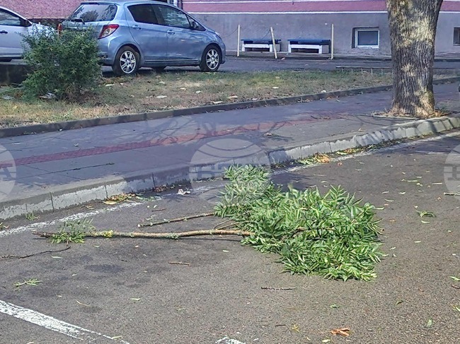 Сигнали за паднали дървета заради силния вятър са подадени в Областното пътно управление в Разград