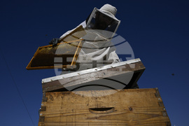 Greece Urban Beekeeping