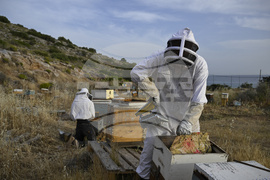 Greece Urban Beekeeping