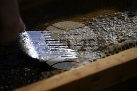 Greece Urban Beekeeping