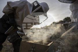 Greece Urban Beekeeping