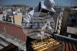 Greece Urban Beekeeping
