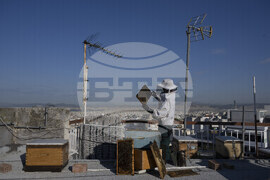 Greece Urban Beekeeping