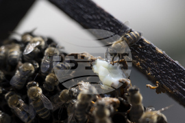 Greece Urban Beekeeping
