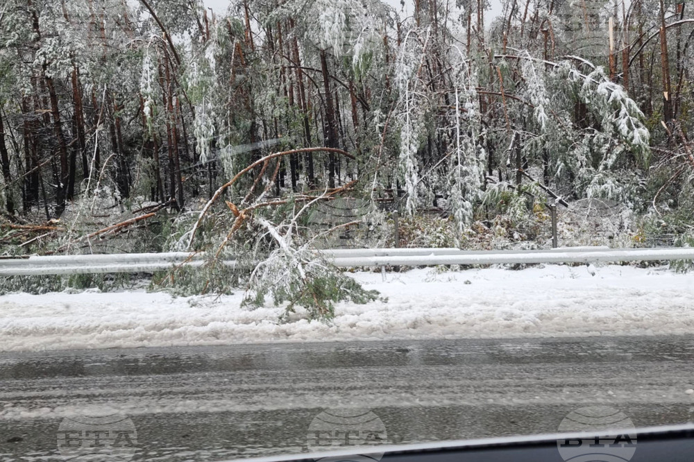 Силен вятър повали дървета по пътищата към Пампорово и Смолян, няма пострадали