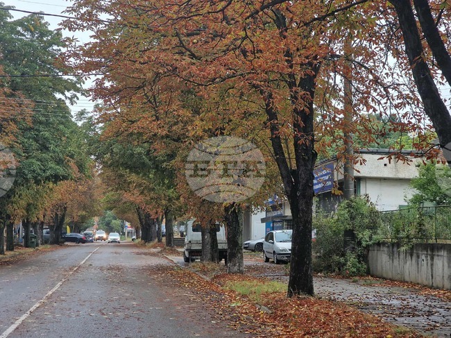 Дежурни екипи ще разчистват паднали дървета и клони в община Разград през почивните дни