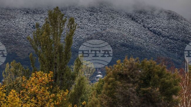 В София тази есен са засадени над 1500 дървета, съобщиха от Столичната община