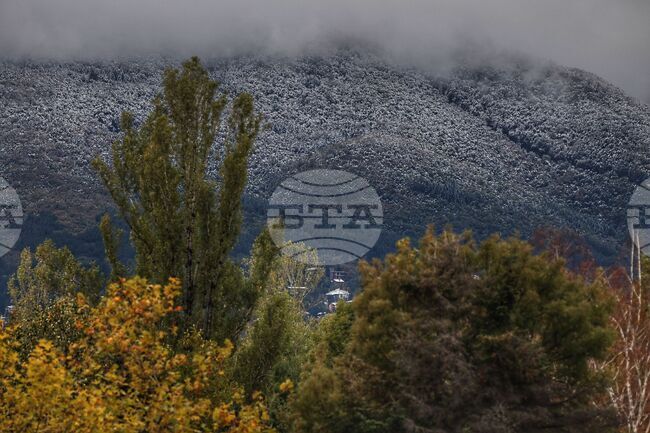 В София тази есен са засадени над 1500 дървета, съобщиха от Столичната община