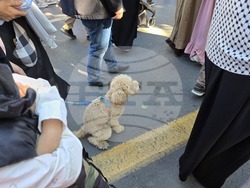 Турция - Анкара - шествие