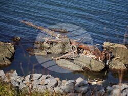 Царево - наводнения - обстановка