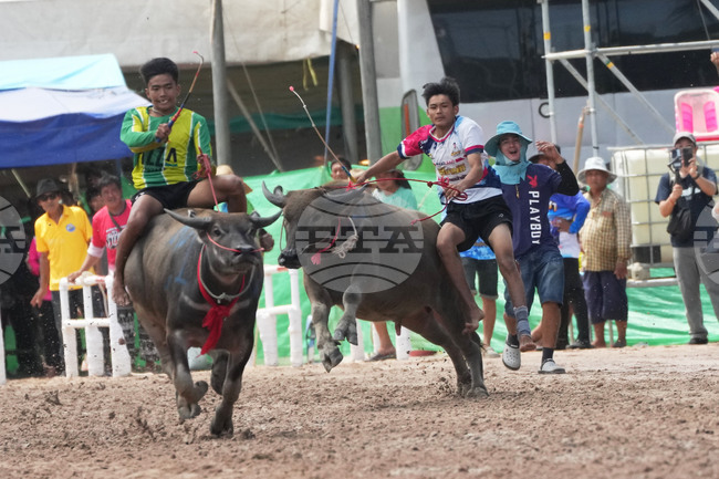 Конкурс за красота на биволи се провежда в Тайланд