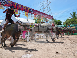 Thailand Buffalo