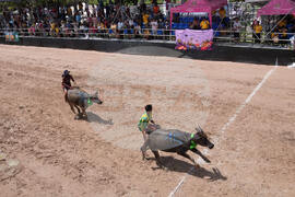 Thailand Buffalo