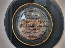 Варна - Моника Найденова - художествено стъкло - изложба