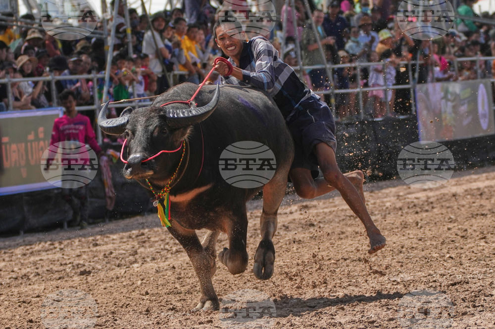 APTOPIX Thailand Buffalo