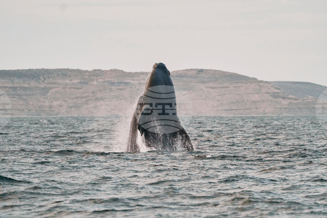 Argentina Southern Right Whale