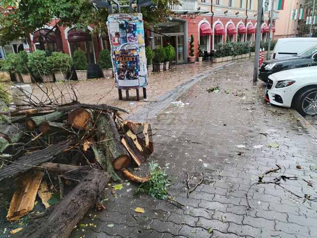 Вятърът събори дърво върху автомобили в центъра на Сливен