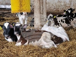 Село Печеница - семейно стопанство - Избирам България