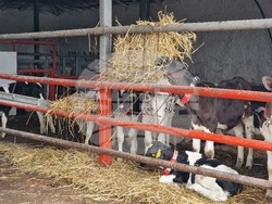 Село Печеница - семейно стопанство - Избирам България