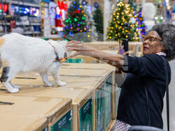 Missing Store Cat Returns