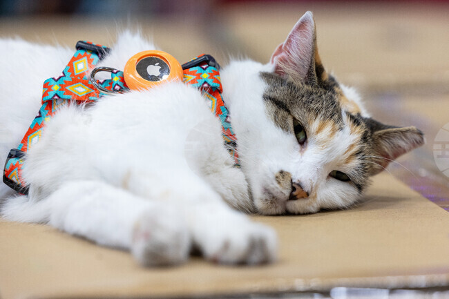 Котка беглец от магазин във Вирджиния се върна у дома, след като пътува до друг щат