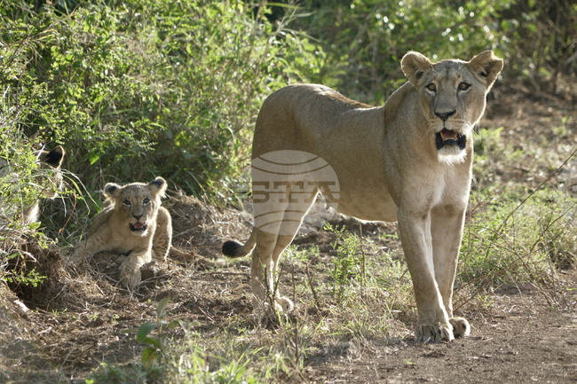 Kenya Urban Lions