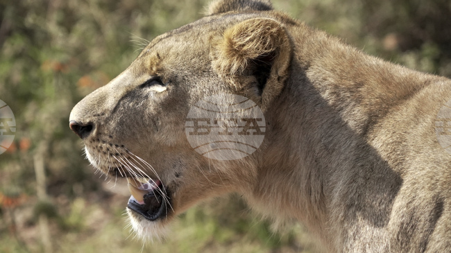 Лъвица уби мъж, влязъл в клетката й в зоопарк в Бразилия