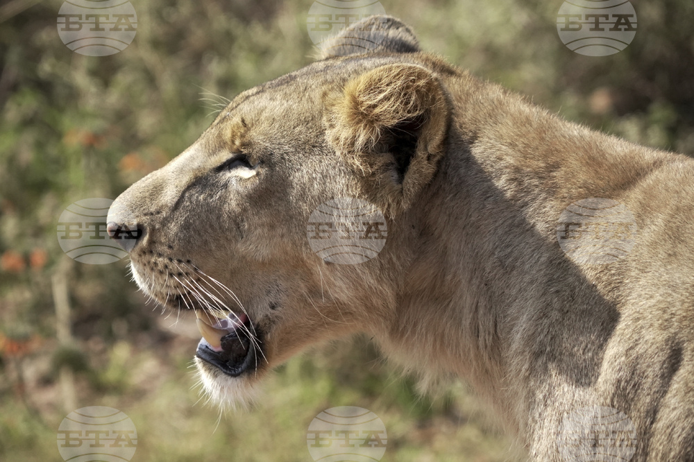 Лъвица уби мъж, влязъл в клетката й в зоопарк в Бразилия