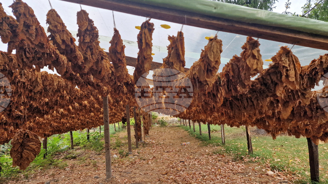 Тютюнопроизводителите изразяват загриженост относно международни предложения за прекратяване на публичната подкрепа за отглеждане на тютюн