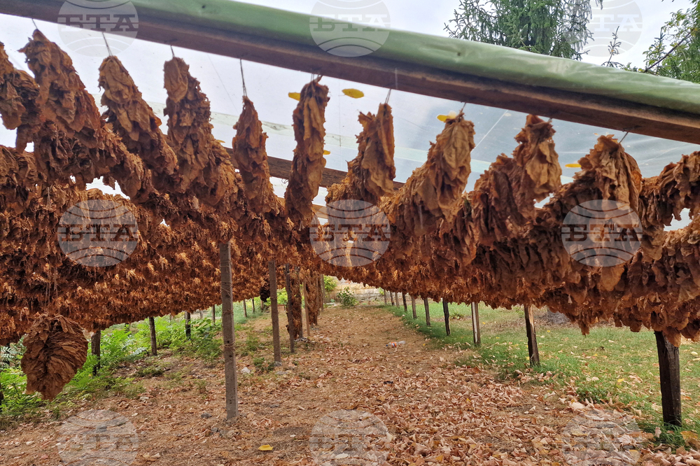 Тютюнопроизводителите изразяват загриженост относно международни предложения за прекратяване на публичната подкрепа за отглеждане на тютюн