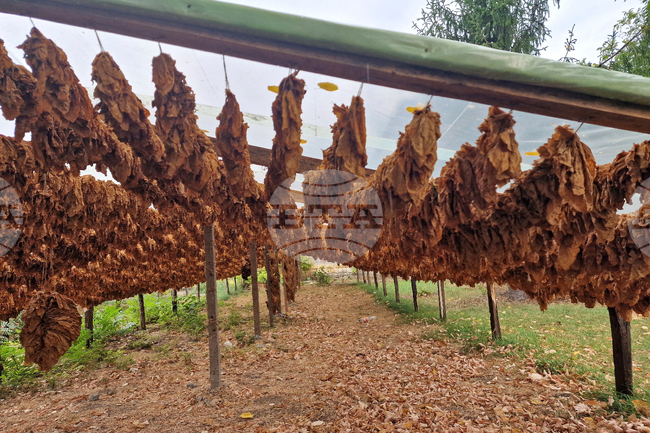 Тютюнопроизводителите изразяват загриженост относно международни предложения за прекратяване на публичната подкрепа за отглеждане на тютюн